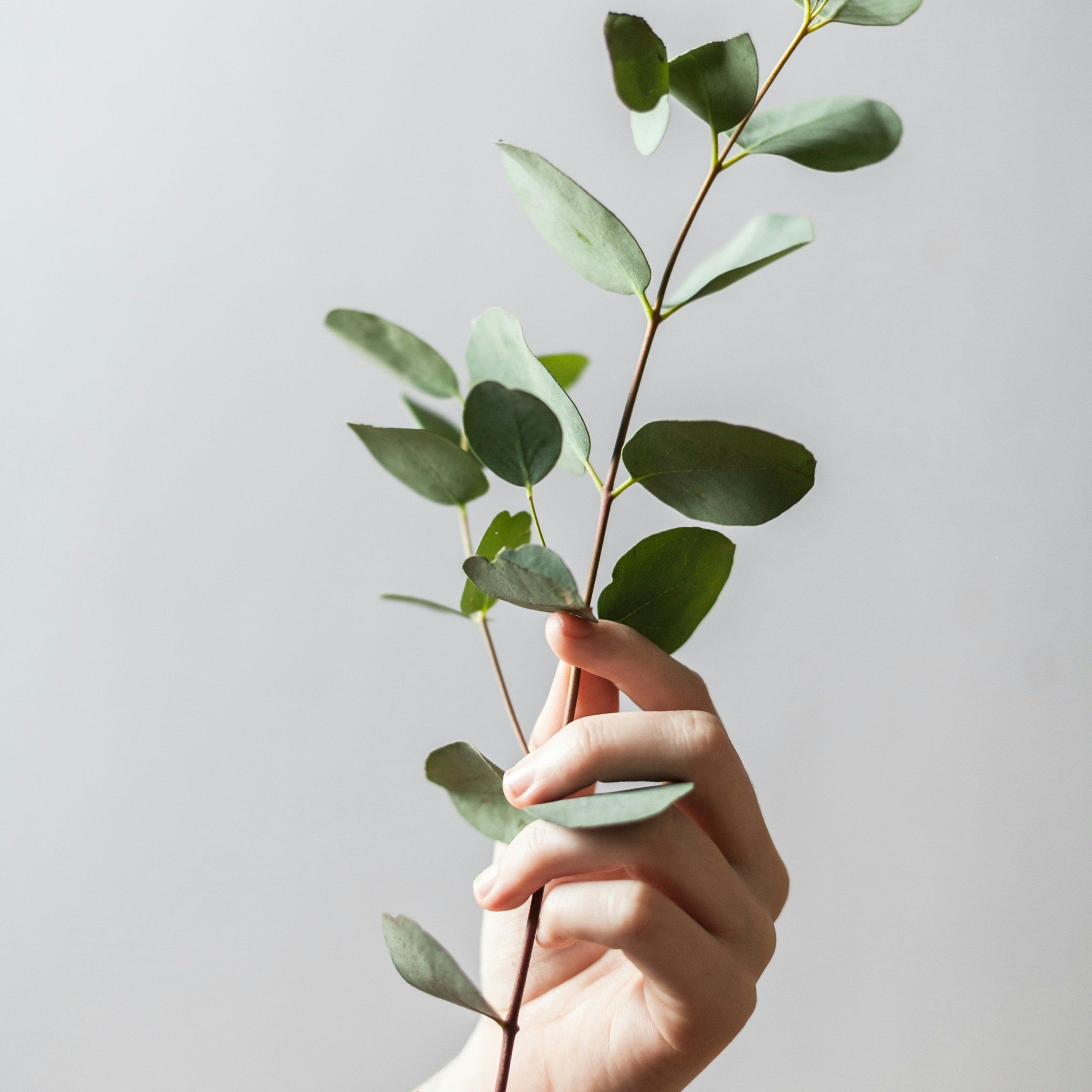 Solid Lotion: Customize your own