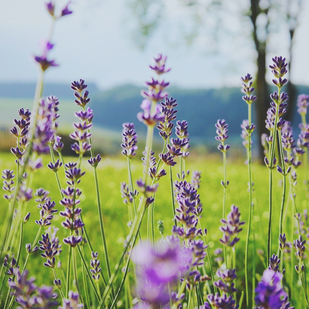 Customize your own lotion