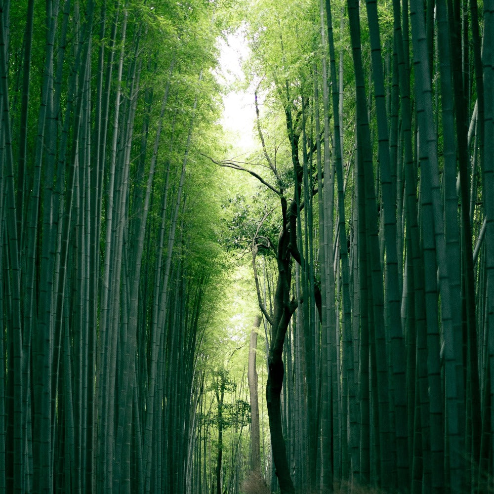 Customize your own lotion